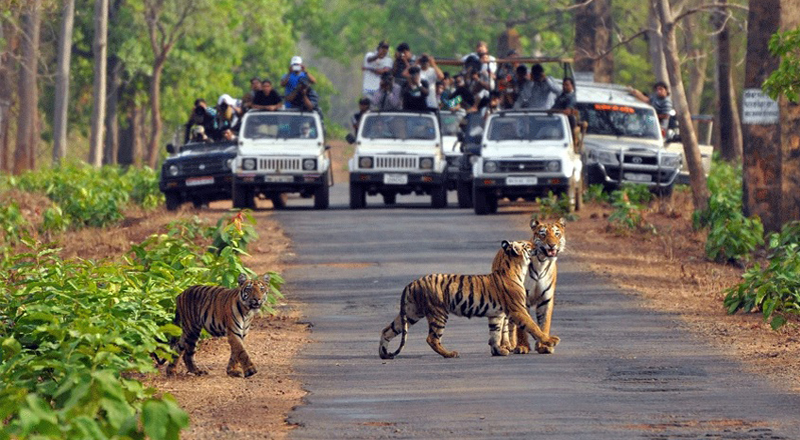 Corporate offsite in Jim Corbett — forest, wildlife reserve and jungle resort setting near Delhi NCR