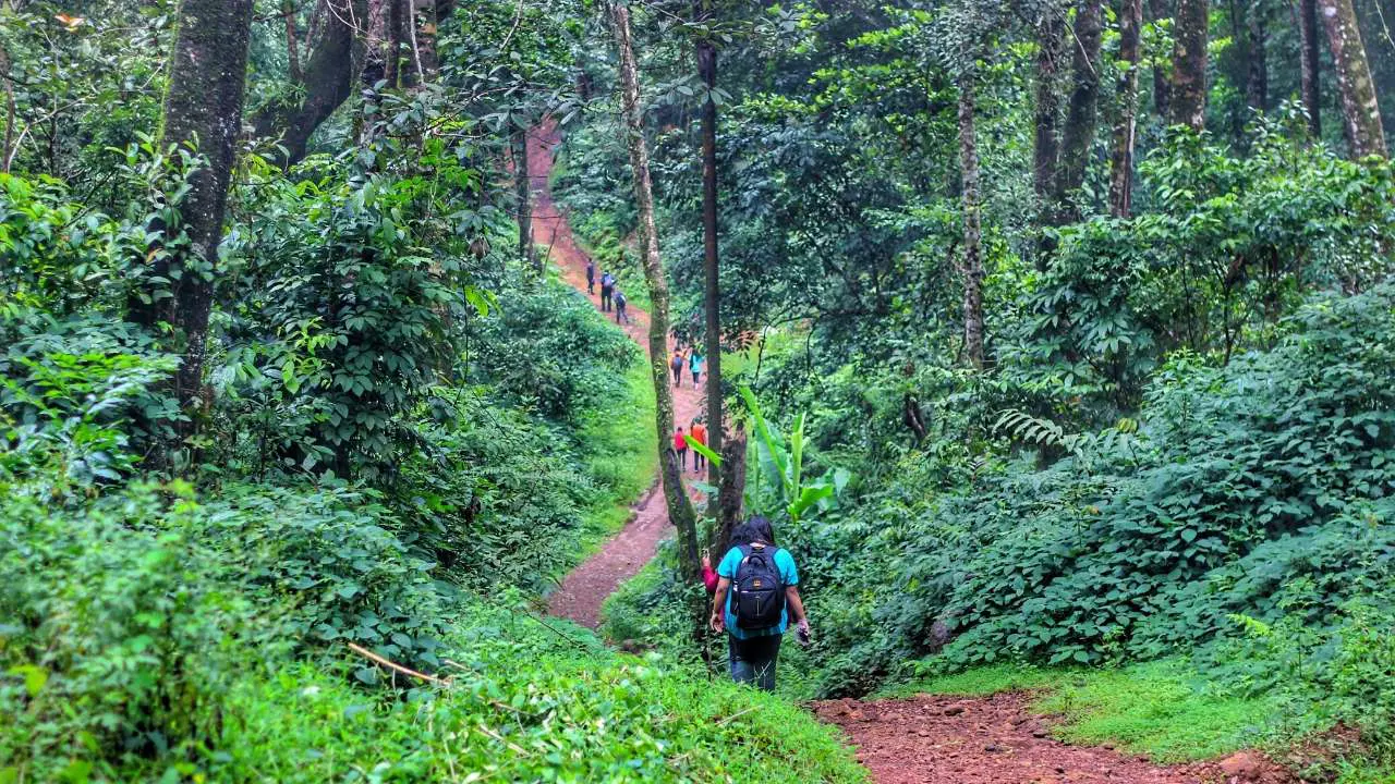 Forest and hill trails near Coorg for optional nature experiences during offsites