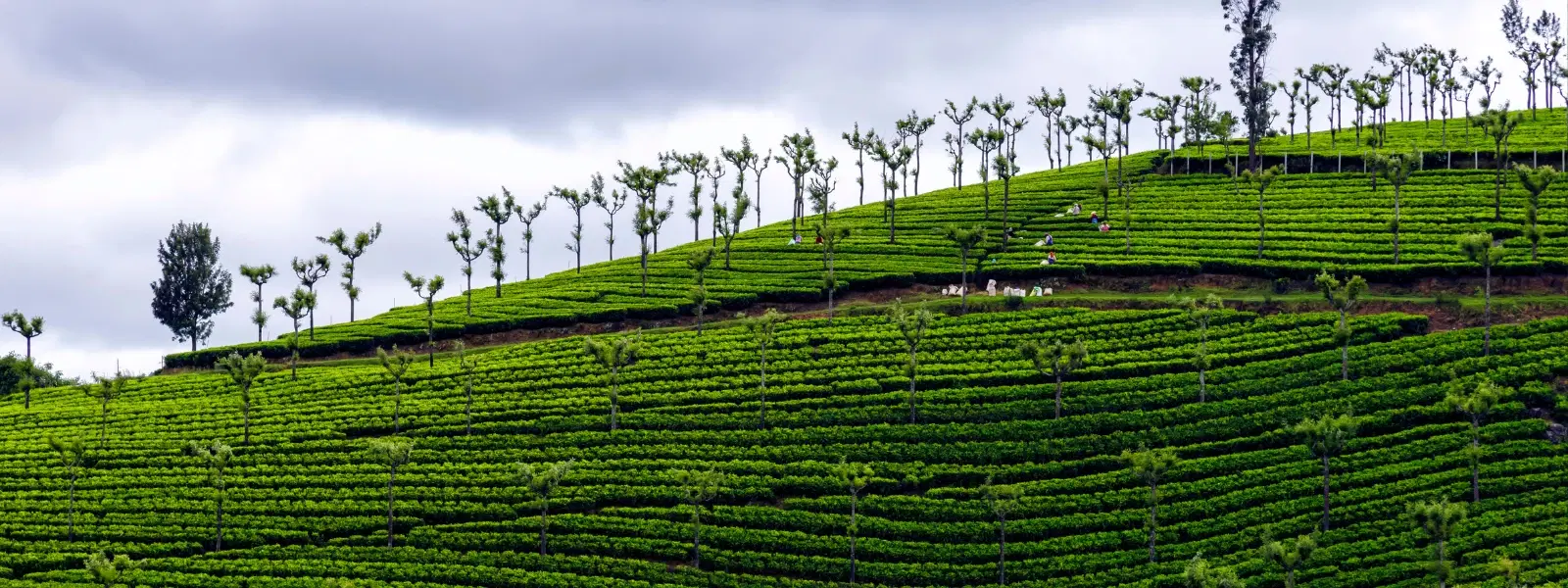 Coffee estate terraces in Coorg for corporate retreat ambience